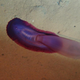 The purple sea cucumber Psychropotes semperiana. Image: Diva Amon and Craig Smith, University of Hawai’i at Mānoa